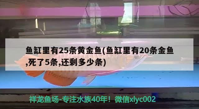 魚缸里有25條黃金魚(魚缸里有20條金魚,死了5條,還剩多少條) 觀賞魚魚苗