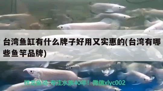 臺(tái)灣魚(yú)缸有什么牌子好用又實(shí)惠的(臺(tái)灣有哪些魚(yú)竿品牌)