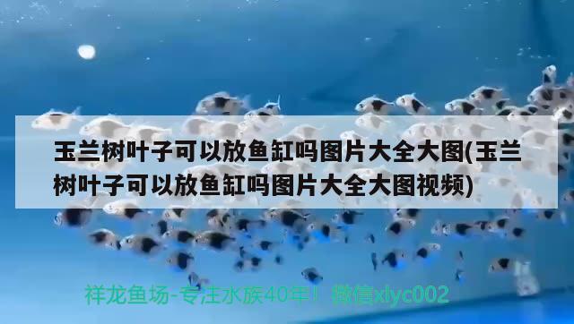 玉蘭樹葉子可以放魚缸嗎圖片大全大圖(玉蘭樹葉子可以放魚缸嗎圖片大全大圖視頻)