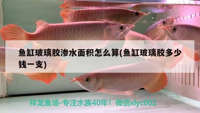 魚缸玻璃膠滲水面積怎么算(魚缸玻璃膠多少錢一支) 紅頭利魚