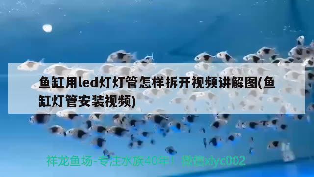 魚缸用led燈燈管怎樣拆開視頻講解圖(魚缸燈管安裝視頻)