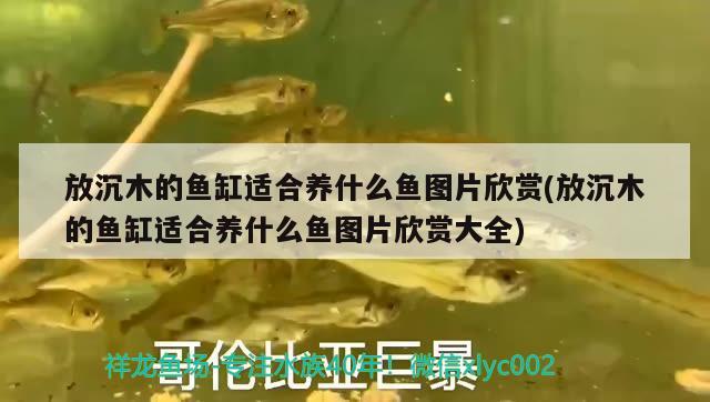 放沉木的魚(yú)缸適合養(yǎng)什么魚(yú)圖片欣賞(放沉木的魚(yú)缸適合養(yǎng)什么魚(yú)圖片欣賞大全) 魟魚(yú)百科