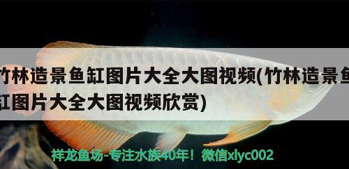 竹林造景魚缸圖片大全大圖視頻(竹林造景魚缸圖片大全大圖視頻欣賞)