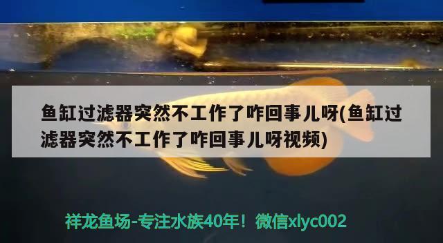 魚缸過濾器突然不工作了咋回事兒呀(魚缸過濾器突然不工作了咋回事兒呀視頻) 觀賞魚進(jìn)出口