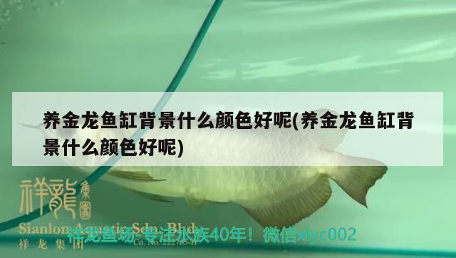 養(yǎng)金龍魚缸背景什么顏色好呢(養(yǎng)金龍魚缸背景什么顏色好呢)