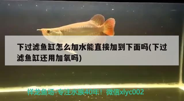 下過(guò)濾魚(yú)缸怎么加水能直接加到下面嗎(下過(guò)濾魚(yú)缸還用加氧嗎) 泰龐海鰱魚(yú) 第1張