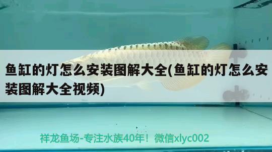 魚缸的燈怎么安裝圖解大全(魚缸的燈怎么安裝圖解大全視頻)