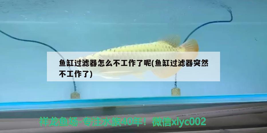 魚缸過濾器怎么不工作了呢(魚缸過濾器突然不工作了) 奈及利亞紅圓點狗頭