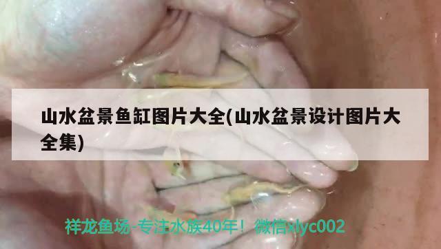 山水盆景魚缸圖片大全(山水盆景設(shè)計圖片大全集) 元寶鳳凰魚專用魚糧 第2張