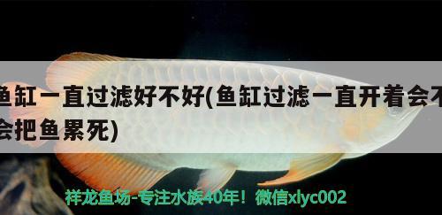 魚(yú)缸一直過(guò)濾好不好(魚(yú)缸過(guò)濾一直開(kāi)著會(huì)不會(huì)把魚(yú)累死) 藍(lán)底過(guò)背金龍魚(yú)