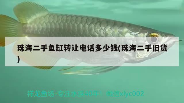 珠海二手魚缸轉(zhuǎn)讓電話多少錢(珠海二手舊貨) 委內(nèi)瑞拉奧里諾三間魚苗