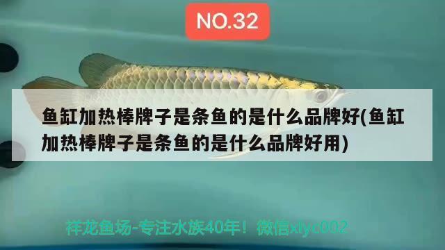 魚缸加熱棒牌子是條魚的是什么品牌好(魚缸加熱棒牌子是條魚的是什么品牌好用)