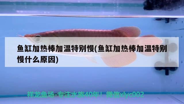 魚缸加熱棒加溫特別慢(魚缸加熱棒加溫特別慢什么原因) 其他益生菌