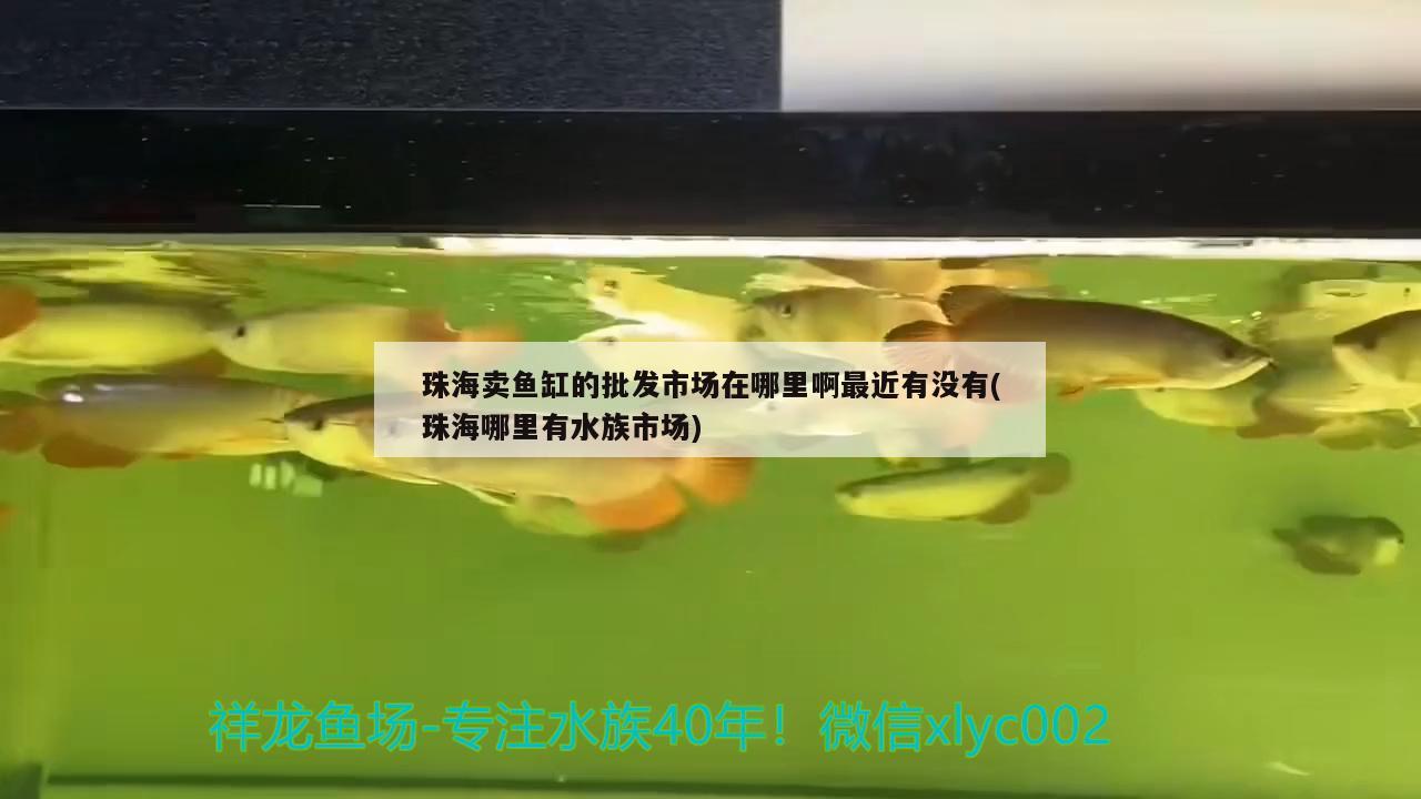 珠海賣魚缸的批發(fā)市場在哪里啊最近有沒有(珠海哪里有水族市場) 申古銀版魚