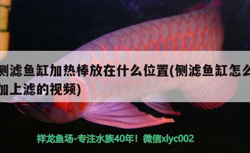 側濾魚缸加熱棒放在什么位置(側濾魚缸怎么加上濾的視頻) 大正錦鯉魚