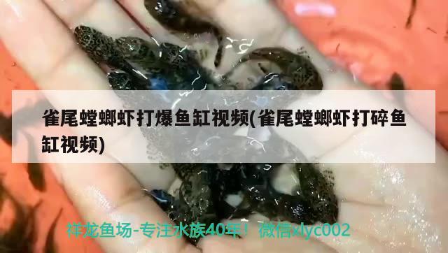 雀尾螳螂蝦打爆魚缸視頻(雀尾螳螂蝦打碎魚缸視頻) 祥龍水族濾材/器材