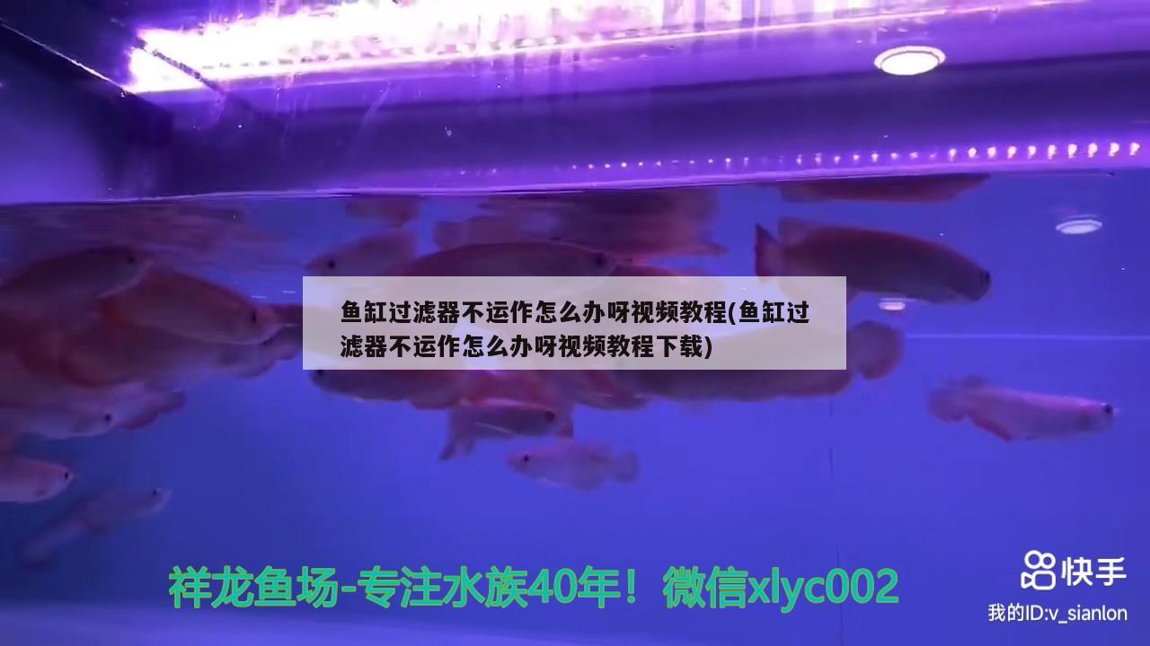 魚缸過濾器不運(yùn)作怎么辦呀視頻教程(魚缸過濾器不運(yùn)作怎么辦呀視頻教程下載) 金龍魚糧