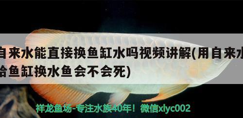 自來(lái)水能直接換魚(yú)缸水嗎視頻講解(用自來(lái)水給魚(yú)缸換水魚(yú)會(huì)不會(huì)死)