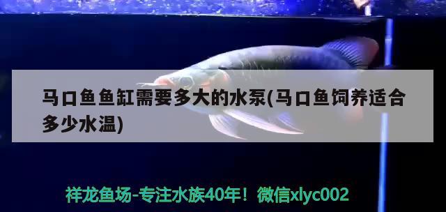 馬口魚(yú)魚(yú)缸需要多大的水泵(馬口魚(yú)飼養(yǎng)適合多少水溫) 銀龍魚(yú)苗