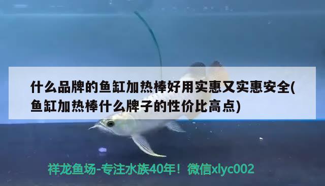 什么品牌的魚缸加熱棒好用實惠又實惠安全(魚缸加熱棒什么牌子的性價比高點)