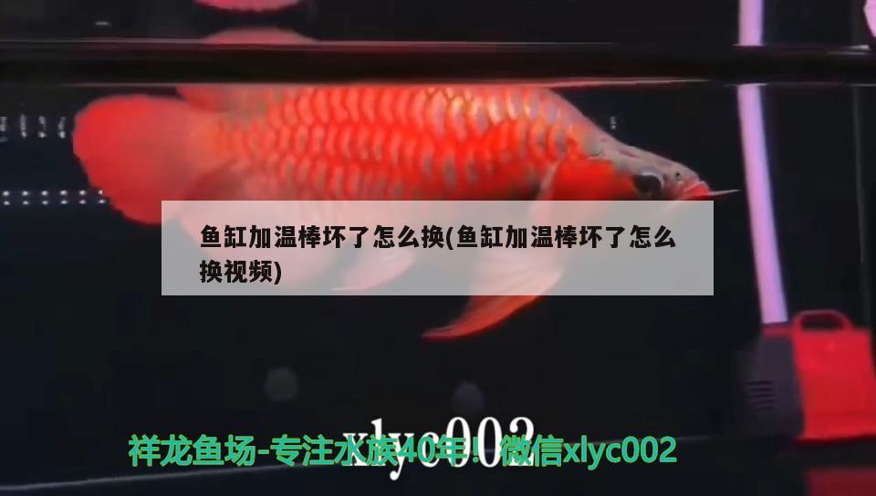 魚缸加溫棒壞了怎么換(魚缸加溫棒壞了怎么換視頻) 雙線側(cè)魚