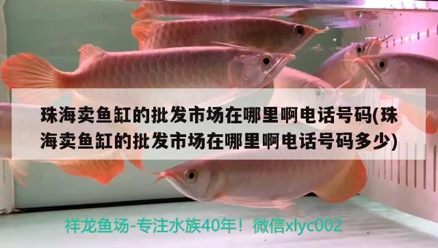 珠海賣魚缸的批發(fā)市場在哪里啊電話號碼(珠海賣魚缸的批發(fā)市場在哪里啊電話號碼多少) 印尼三紋虎