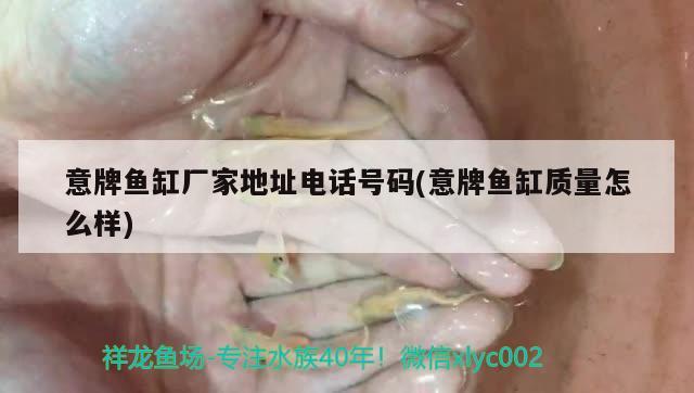 意牌魚缸廠家地址電話號(hào)碼(意牌魚缸質(zhì)量怎么樣) 黃金貓魚