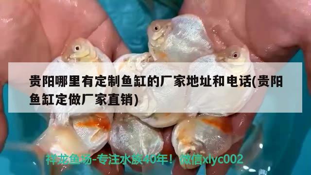 貴陽(yáng)哪里有定制魚(yú)缸的廠家地址和電話(貴陽(yáng)魚(yú)缸定做廠家直銷)