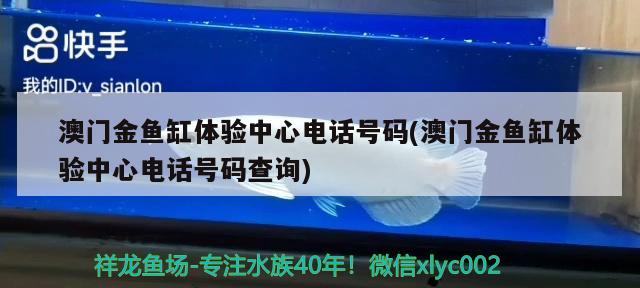 澳門金魚缸體驗中心電話號碼(澳門金魚缸體驗中心電話號碼查詢)