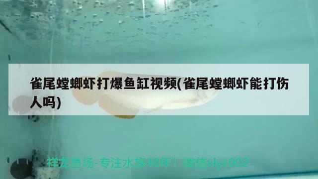 雀尾螳螂蝦打爆魚缸視頻(雀尾螳螂蝦能打傷人嗎)