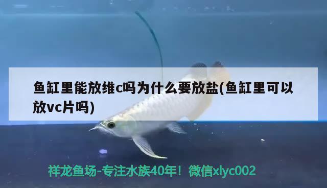 魚缸里能放維c嗎為什么要放鹽(魚缸里可以放vc片嗎) 暹羅巨鯉