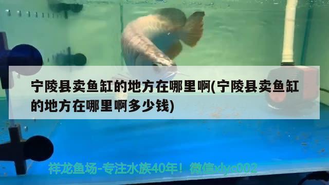 寧陵縣賣魚缸的地方在哪里啊(寧陵縣賣魚缸的地方在哪里啊多少錢)