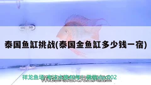 泰國魚缸挑戰(zhàn)(泰國金魚缸多少錢一宿)