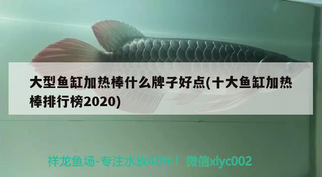 大型魚缸加熱棒什么牌子好點(十大魚缸加熱棒排行榜2020) 刀魚魚