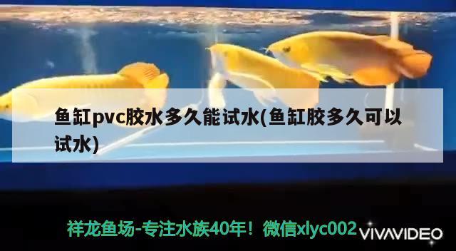 魚缸pvc膠水多久能試水(魚缸膠多久可以試水)