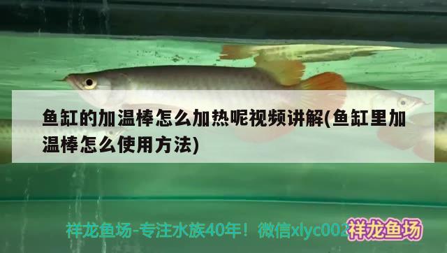 魚缸的加溫棒怎么加熱呢視頻講解(魚缸里加溫棒怎么使用方法)