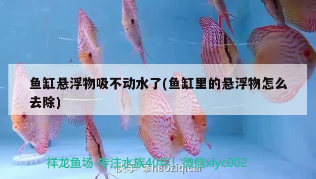 魚缸懸浮物吸不動水了(魚缸里的懸浮物怎么去除) 黃吉金龍（白子金龍魚）