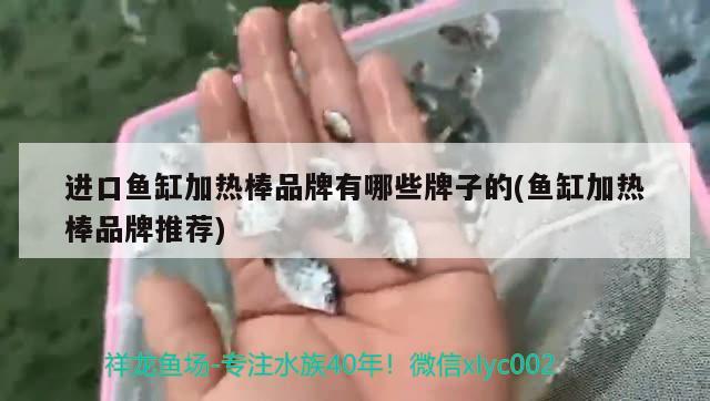 進口魚缸加熱棒品牌有哪些牌子的(魚缸加熱棒品牌推薦)