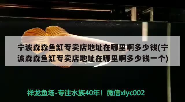 寧波森森魚缸專賣店地址在哪里啊多少錢(寧波森森魚缸專賣店地址在哪里啊多少錢一個(gè)) 白子關(guān)刀魚苗