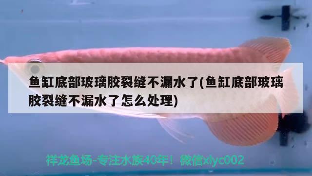 魚缸底部玻璃膠裂縫不漏水了(魚缸底部玻璃膠裂縫不漏水了怎么處理) 黃鰭鯧魚 第2張