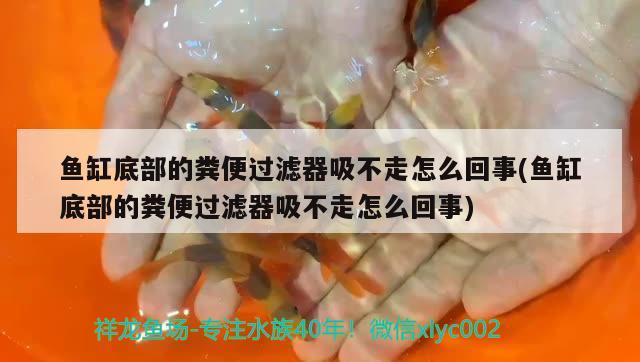 魚缸底部的糞便過濾器吸不走怎么回事(魚缸底部的糞便過濾器吸不走怎么回事)