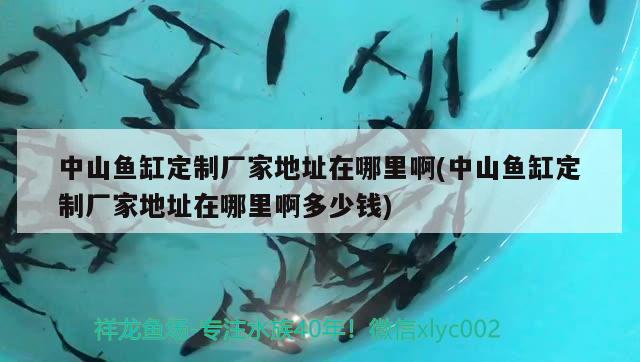 中山魚缸定制廠家地址在哪里啊(中山魚缸定制廠家地址在哪里啊多少錢) 魚糧魚藥