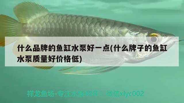 什么品牌的魚缸水泵好一點(diǎn)(什么牌子的魚缸水泵質(zhì)量好價(jià)格低) 魚缸水泵