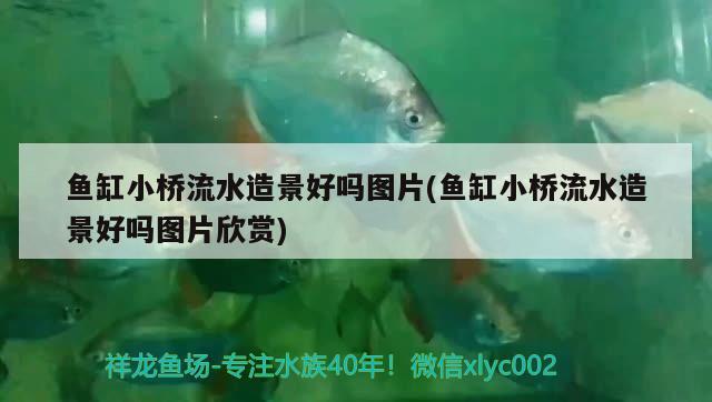 魚(yú)缸小橋流水造景好嗎圖片(魚(yú)缸小橋流水造景好嗎圖片欣賞)