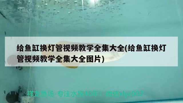 給魚缸換燈管視頻教學全集大全(給魚缸換燈管視頻教學全集大全圖片) 國產(chǎn)元寶鳳凰魚