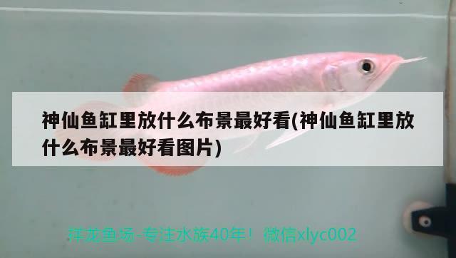 神仙魚缸里放什么布景最好看(神仙魚缸里放什么布景最好看圖片) 魚缸百科