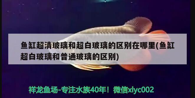 魚缸超清玻璃和超白玻璃的區(qū)別在哪里(魚缸超白玻璃和普通玻璃的區(qū)別) 皇冠黑白魟魚