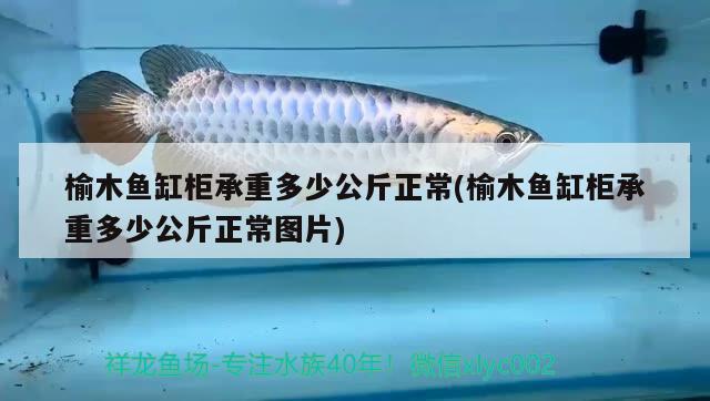 榆木魚缸柜承重多少公斤正常(榆木魚缸柜承重多少公斤正常圖片) 巴西亞魚苗