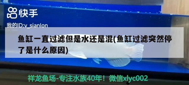 魚缸一直過濾但是水還是混(魚缸過濾突然停了是什么原因) 藍(lán)帆三間魚