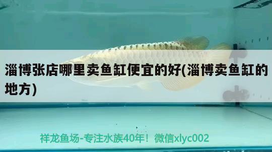 淄博張店哪里賣魚缸便宜的好(淄博賣魚缸的地方) 金老虎魚